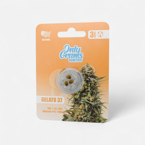 Gelato THC-Seeds - Cannabissamen - Hanfify®