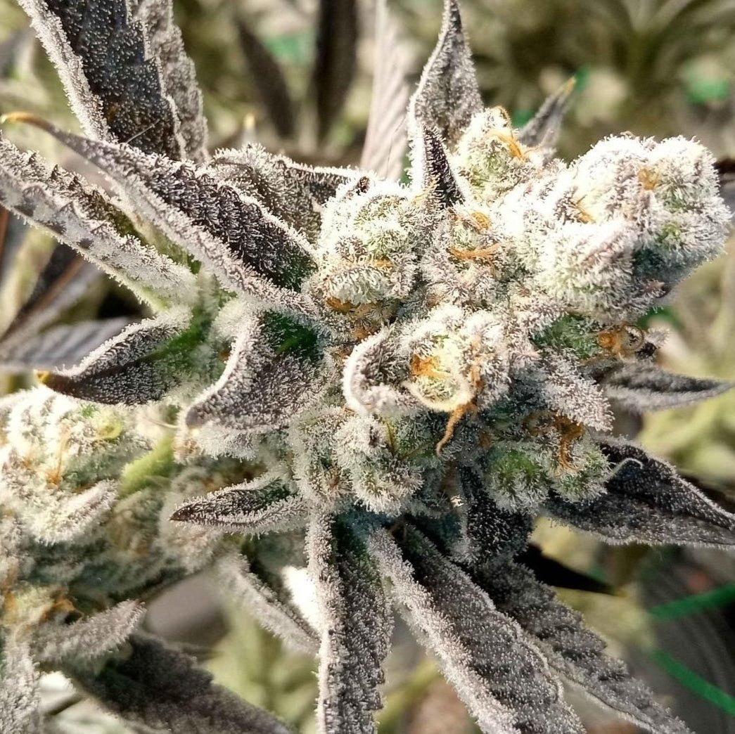 Georgia Pie Samen Feminisiert Cannabissamen 1 Samen - Hanfify®