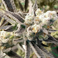 Georgia Pie Samen Feminisiert - Cannabissamen - Hanfify®