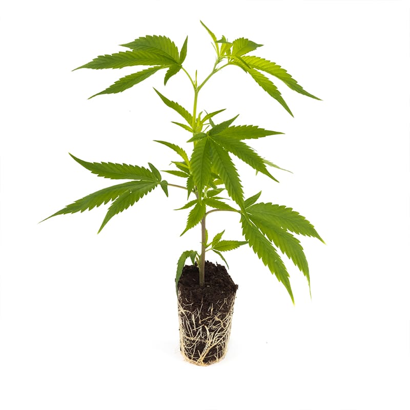 Girl Scout Cookies Hanfpflanzen - Hanfify