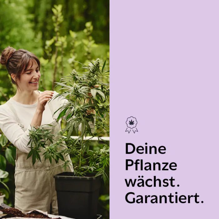 Girl Scout Cookies Hanfpflanzen - Hanfify