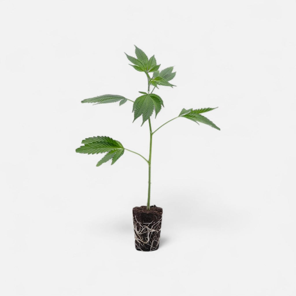 Girl Scout Cookies Hanfpflanzen - Hanfify