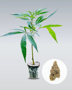 Girl Scout Cookies Hanfstecklinge - Hanfify