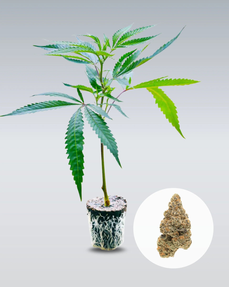 Girl Scout Cookies Hanfstecklinge - Hanfify