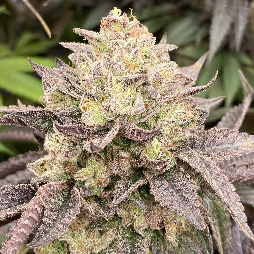 Girl Scout Cookies Steckling - Hanfstecklinge - Hanfify®