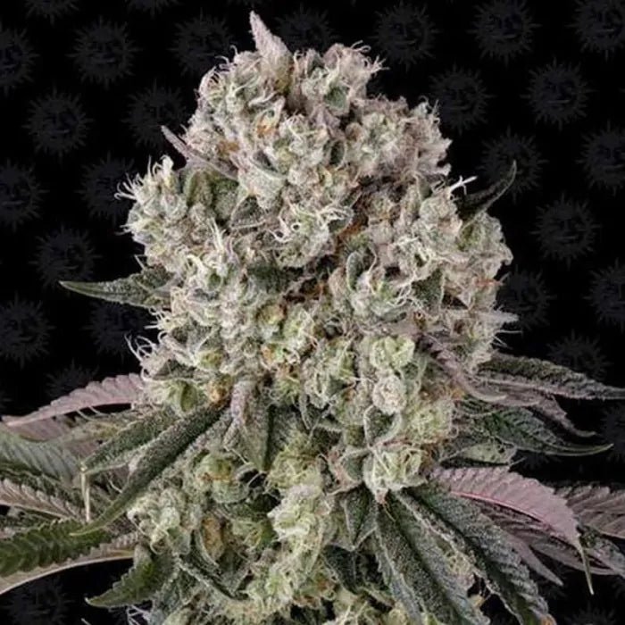 Glookies | Feminisiert Cannabissamen - Hanfify