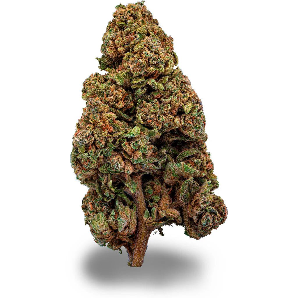 Gorilla Glue Blüten 2,5g - Hanfify