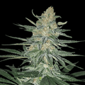 Gorilla Glue Samen Feminisiert Cannabissamen 1 Samen - Hanfify®
