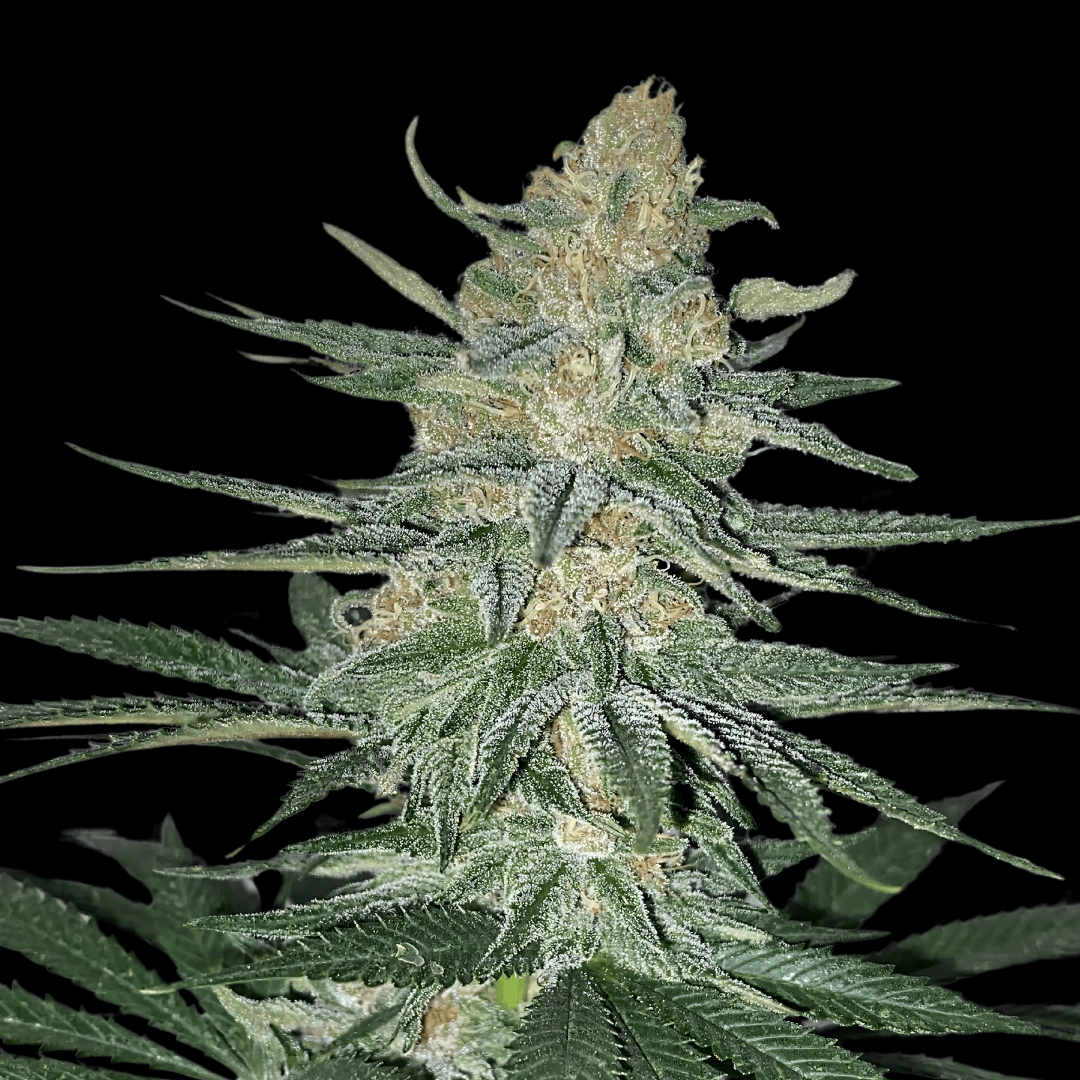 Gorilla Glue Samen Feminisiert - Cannabissamen - Hanfify®