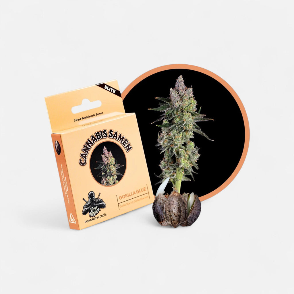 Gorilla Glue Samen Feminisiert Fast Cannabissamen 3 Stück - Hanfify