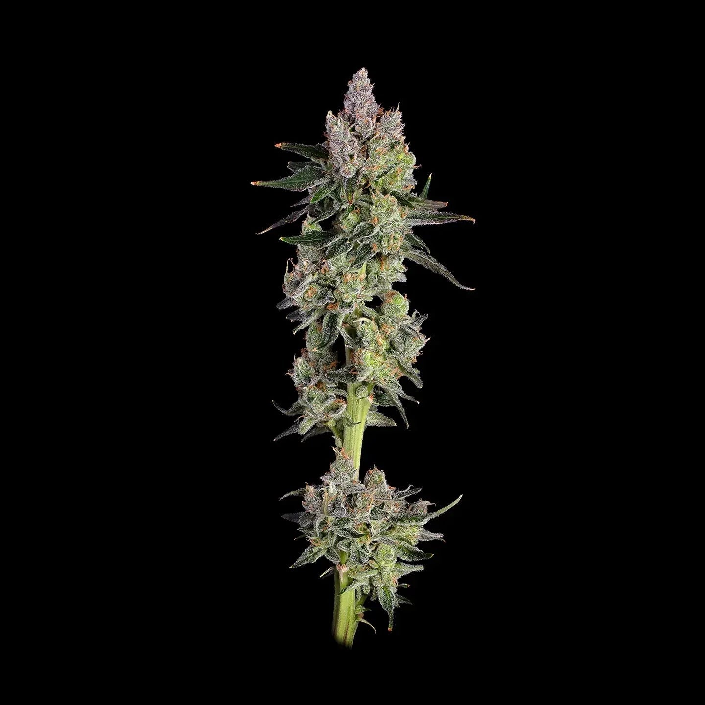 Gorilla Glue Samen Feminisiert Fast - Cannabissamen - Hanfify®