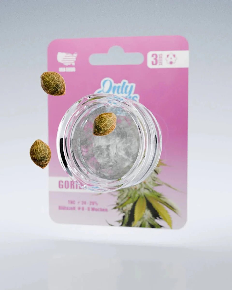 Gorilla XL THC-Seeds - Cannabissamen - Hanfify®