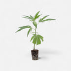 Gorilla Zkittlez Hanfpflanzen - Hanfify