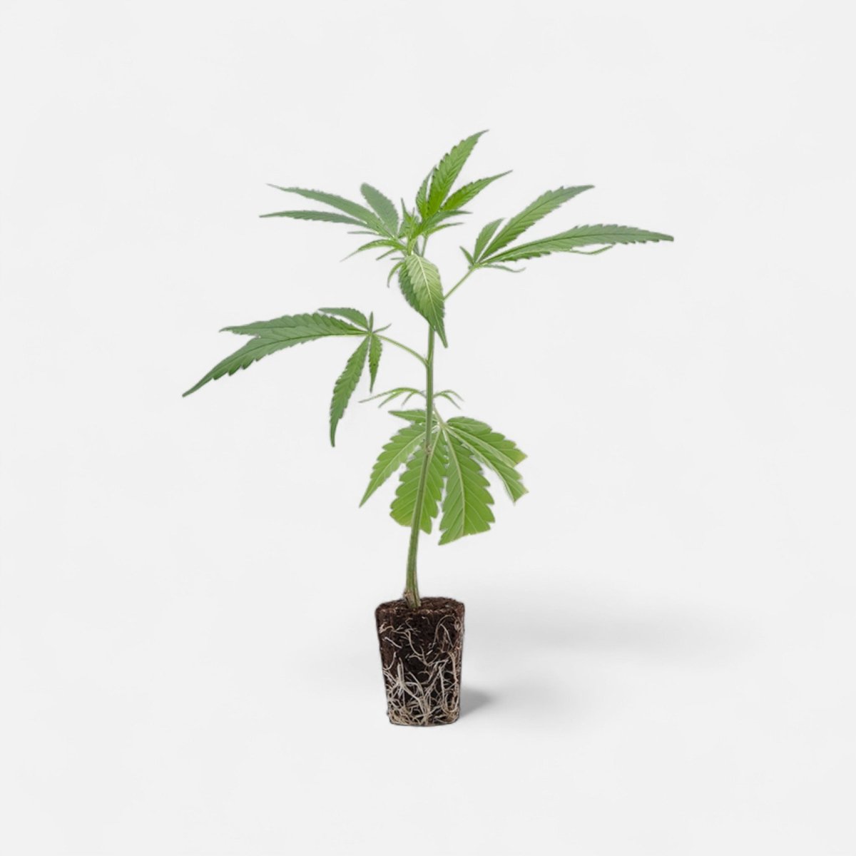 Gorilla Zkittlez Hanfpflanzen - Hanfify