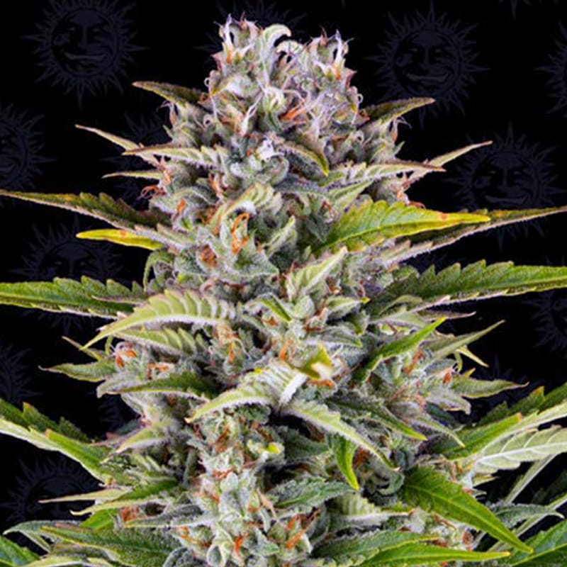 Gorilla Zkittlez | Autoflowering Cannabissamen - Hanfify
