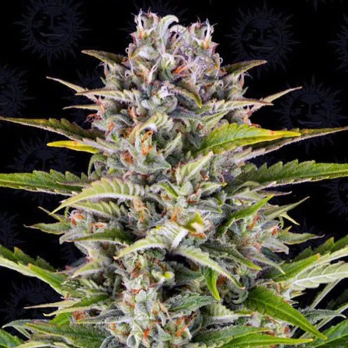 Gorilla Zkittlez | Autoflowering - Cannabissamen - Hanfify®