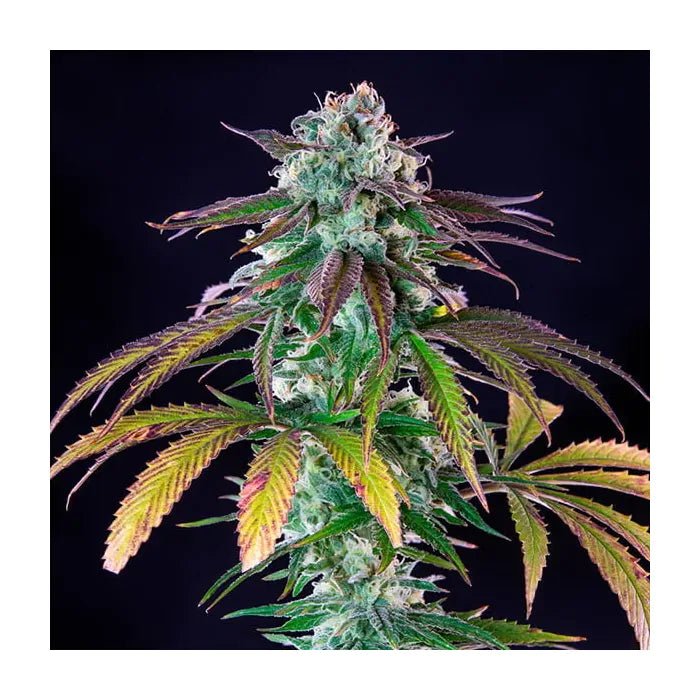Green Crack Punch | Feminisiert Cannabissamen - Hanfify