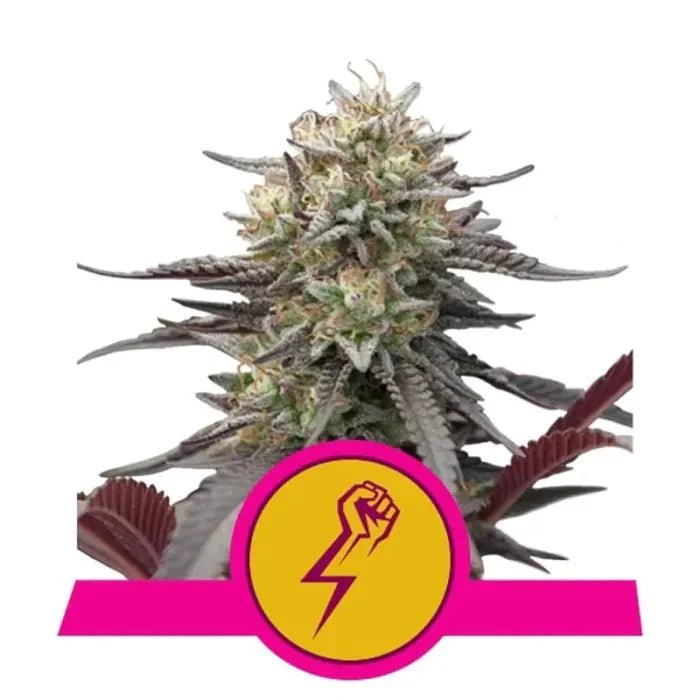 Green Crack Punch | Feminisiert - Cannabissamen - Hanfify®