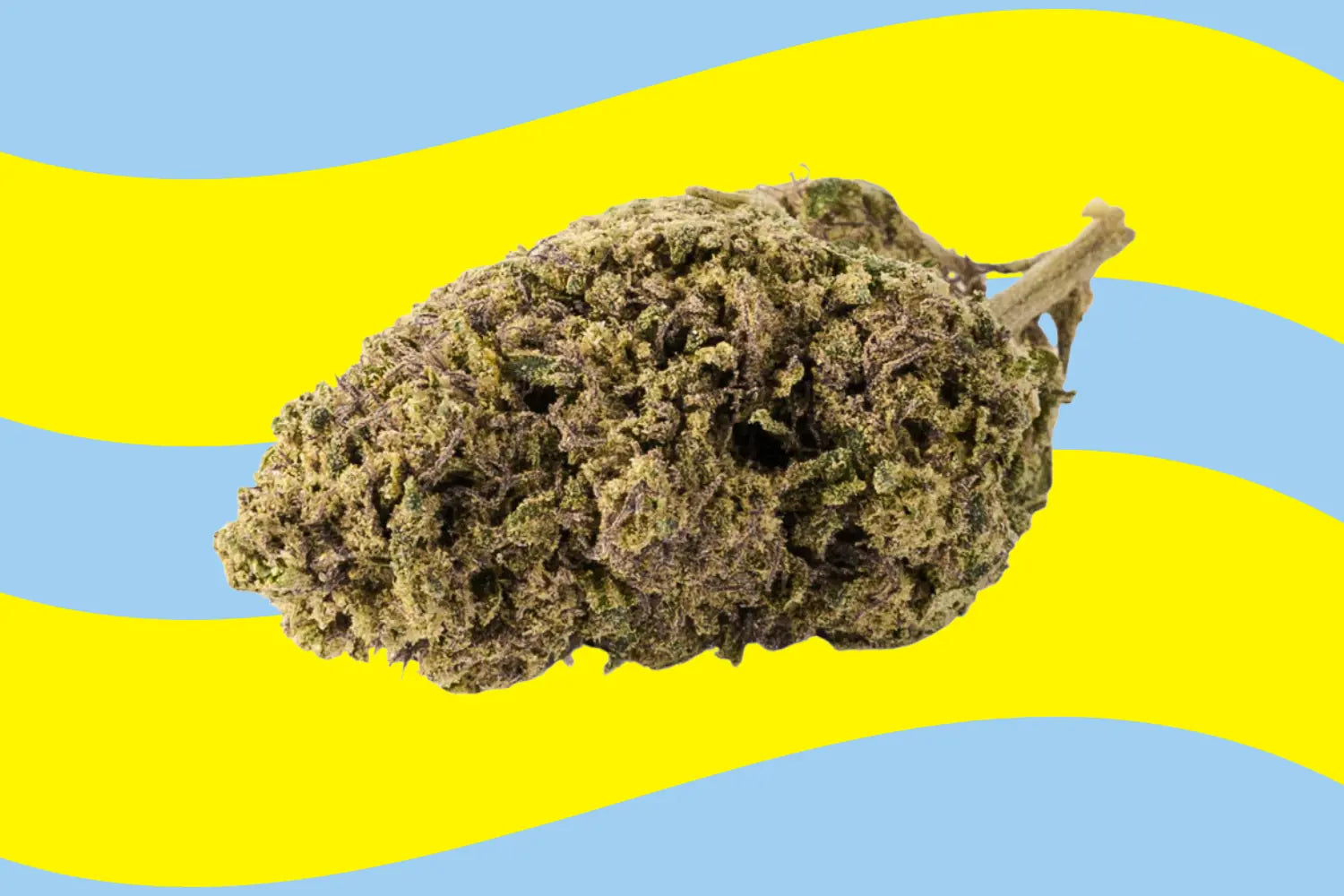 CBD Blüte auf Blau-Gelben Hintergrund