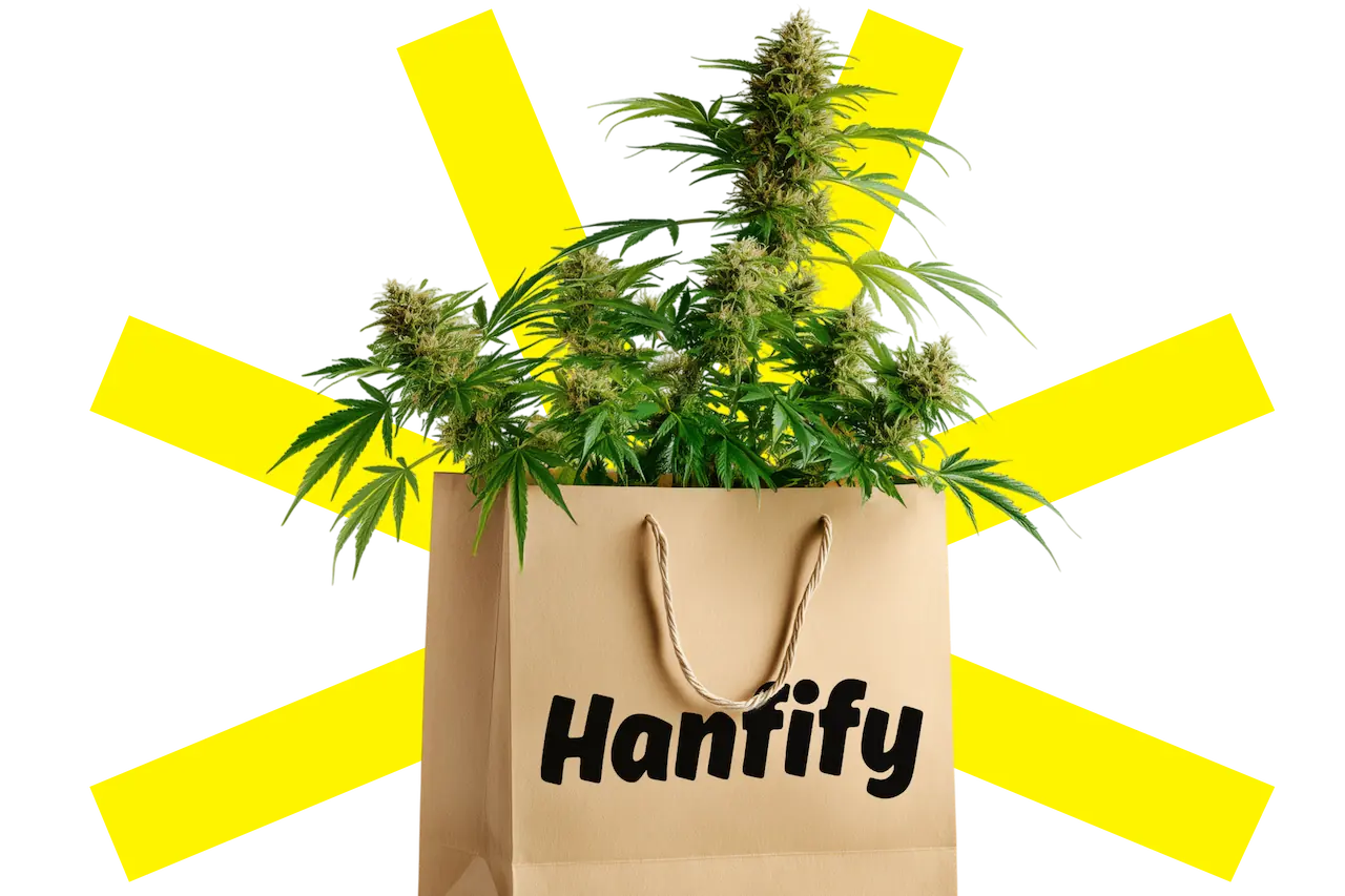 Tüte mit der Aufschrift Hanfify gefüllt mit Cannabispflanzen