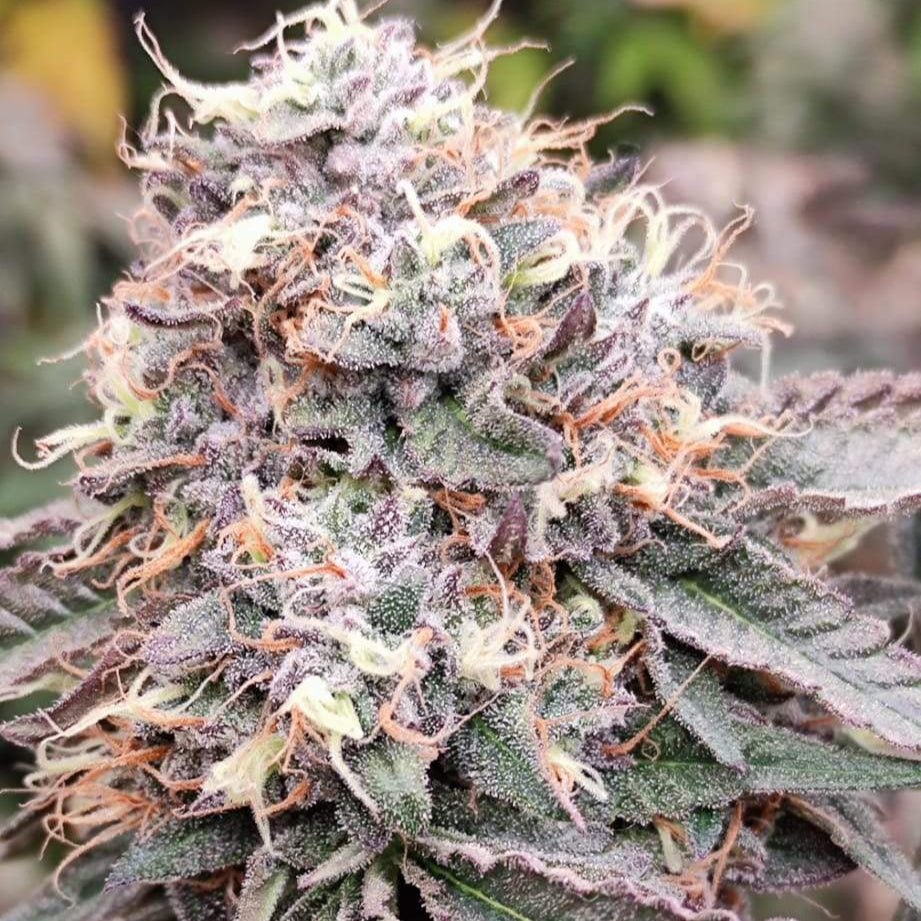 Hardcore OG Samen Automatik Cannabissamen 1 Samen (+1 Gratis) - Hanfify®
