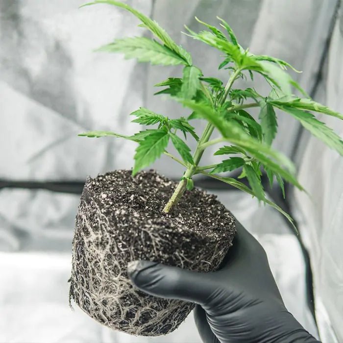 Hesi Super Vit Growshop - Hanfify