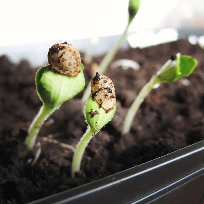 Hesi Super Vit - Growshop - Hanfify®