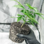 Hesi Wurzel Complex Growshop - Hanfify