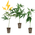 High THC Steckling Sete - Hanfstecklinge - Hanfify®