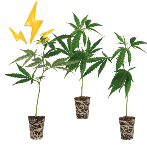High THC Steckling Sete - Hanfstecklinge - Hanfify®