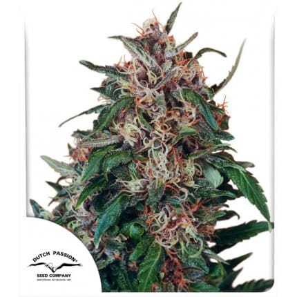 Hollands Hope | Feminisiert Cannabissamen - Hanfify