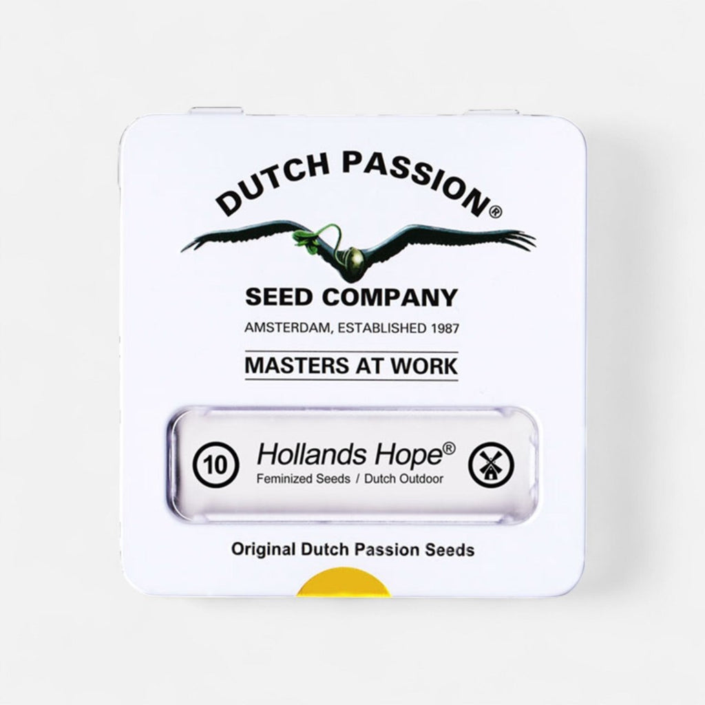 Hollands Hope | Feminisiert Cannabissamen - Hanfify
