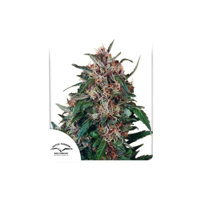 Hollands Hope | Feminisiert Cannabissamen - Hanfify