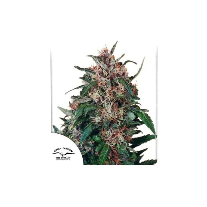 Hollands Hope | Feminisiert - Cannabissamen - Hanfify®