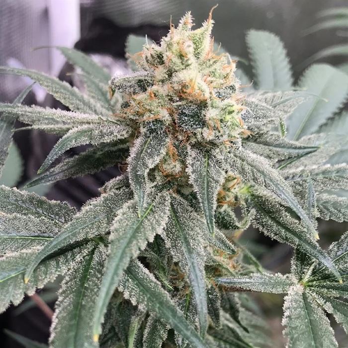 Honey M CBD Samen Feminisiert Cannabissamen 1 Samen (+1 Gratis) - Hanfify®