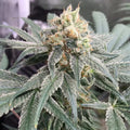 Honey M CBD Samen Feminisiert - Cannabissamen - Hanfify®