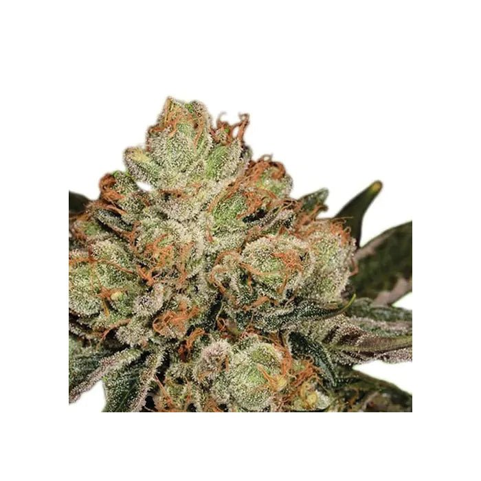 HulkBerry | Feminisiert Cannabissamen - Hanfify