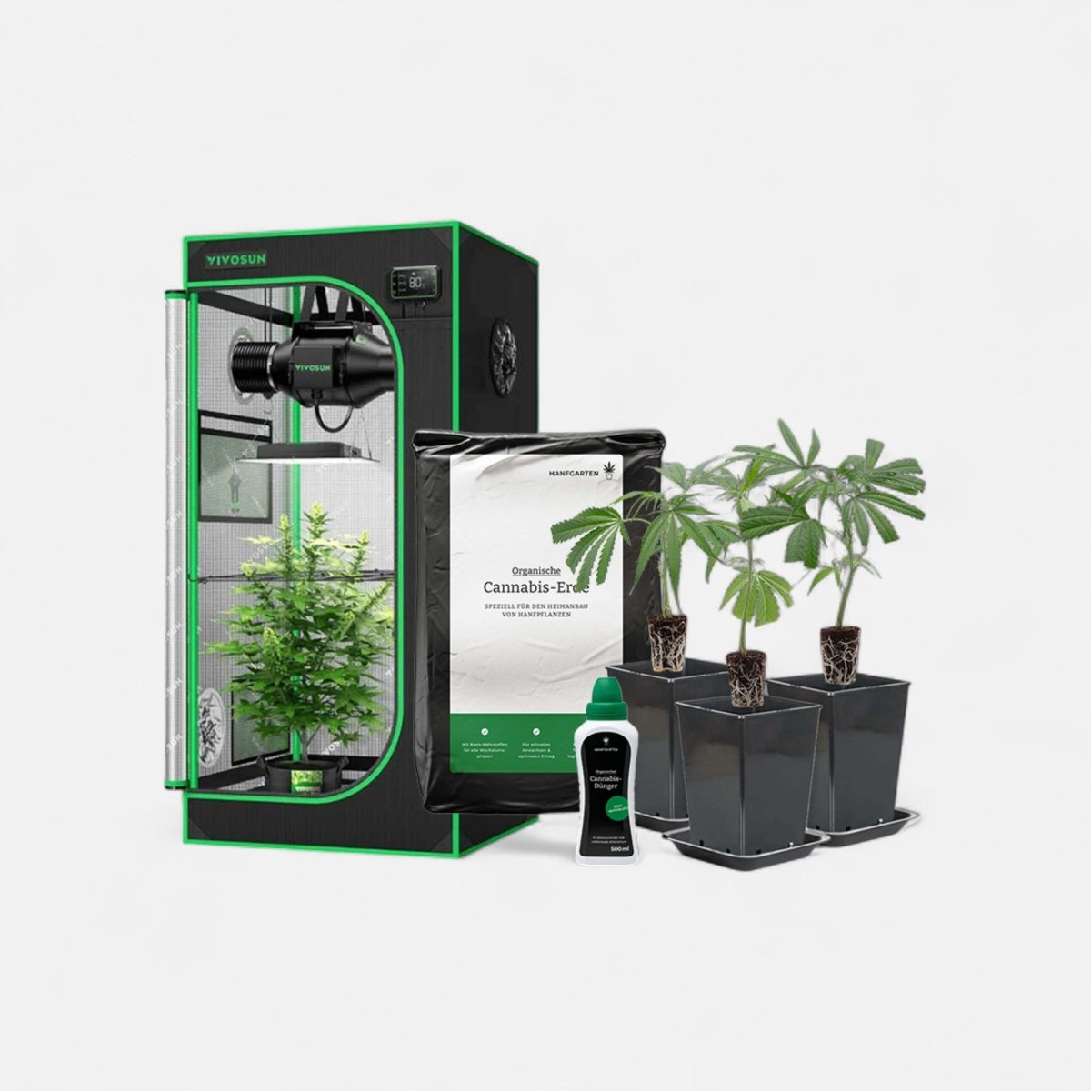Indoor - Anbau Rundum Sorglos Paket | Stecklinge Hanfpflanzen - Hanfify