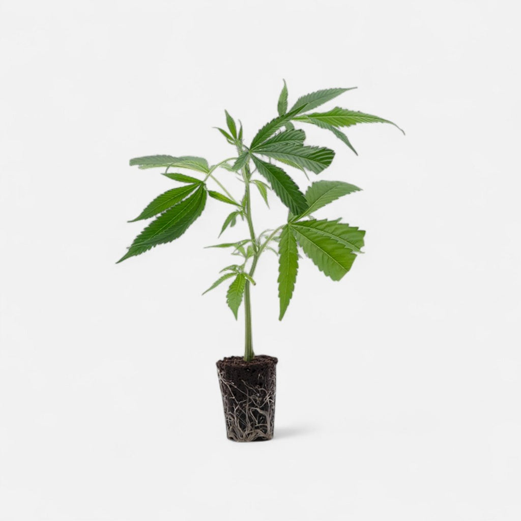 Jack Herer Hanfpflanzen - Hanfify