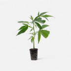 Jack Herer Hanfpflanzen - Hanfify