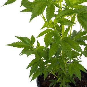 Jack Herer Hanfpflanzen - Hanfify