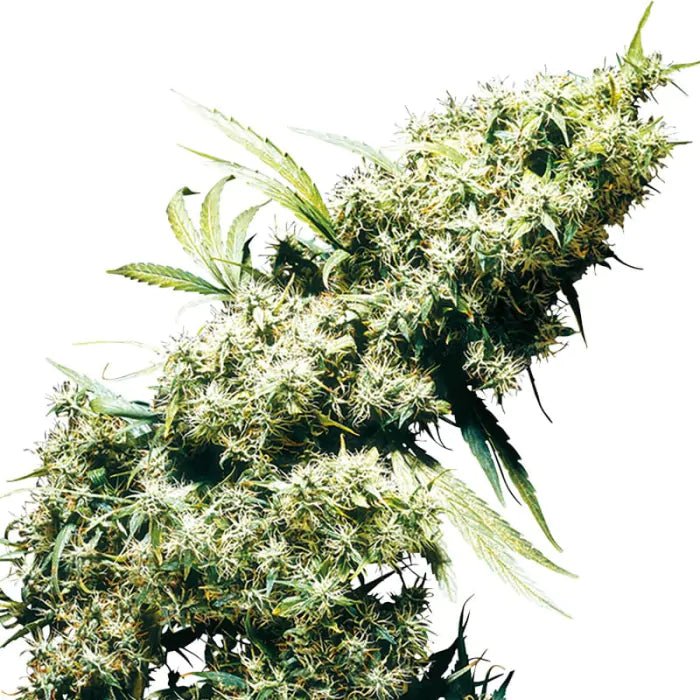 Jamaican Pearl | Feminisiert Cannabissamen - Hanfify