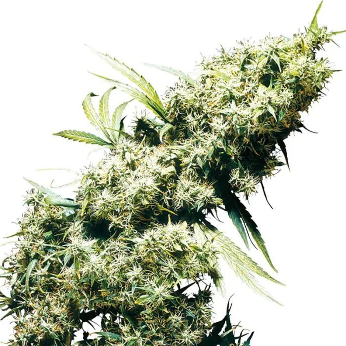 Jamaican Pearl | Feminisiert - Cannabissamen - Hanfify®