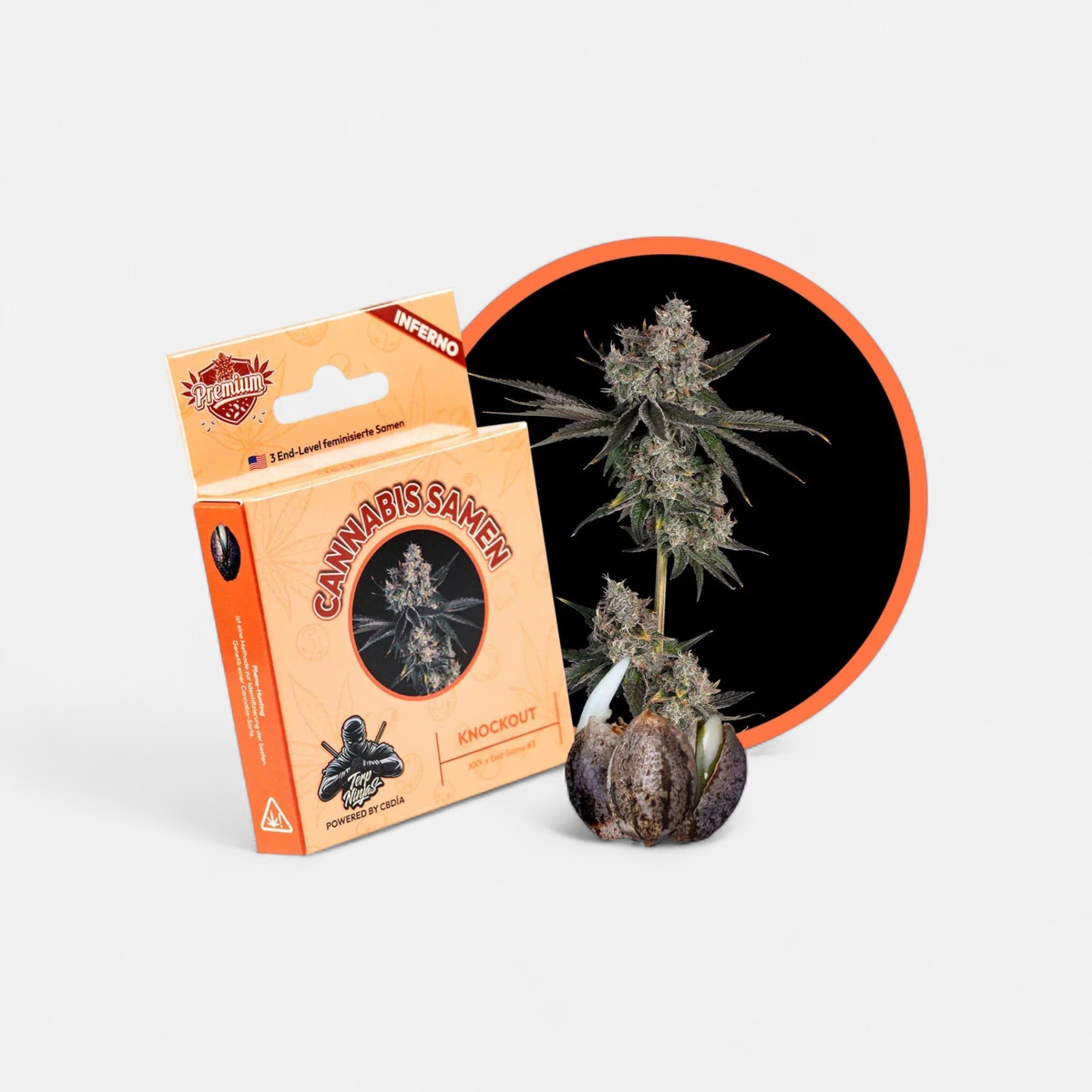 Knockout US - Samen Feminisiert Cannabissamen 3 Stück - Hanfify