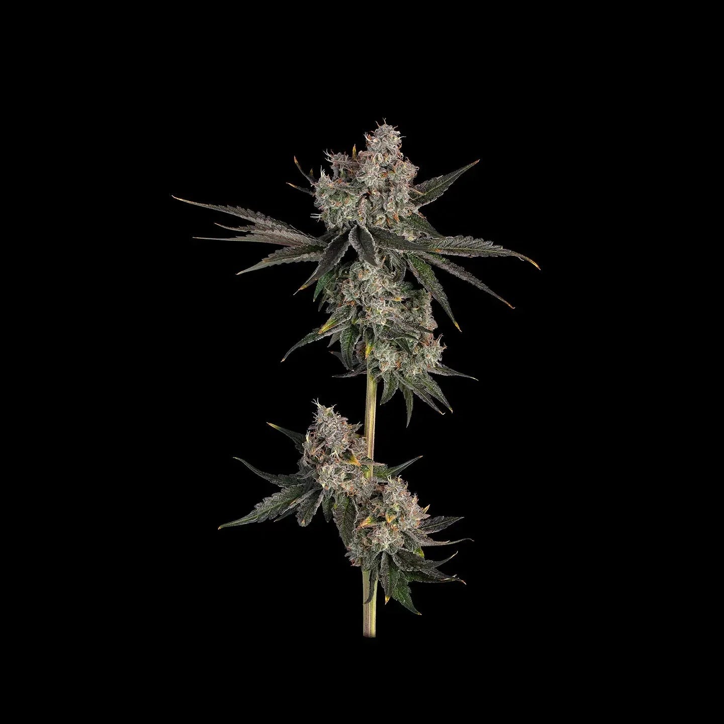 Knockout US-Samen Feminisiert - Cannabissamen - Hanfify®