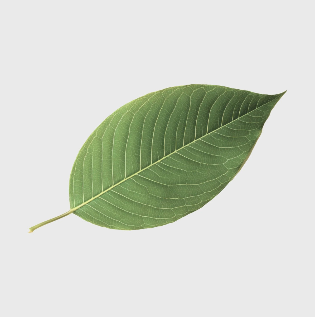 Kratom Karimun Supreme Smartshop - Hanfify®