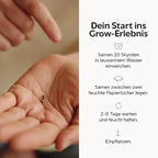 Kush Mints | Feminisiert Cannabissamen - Hanfify