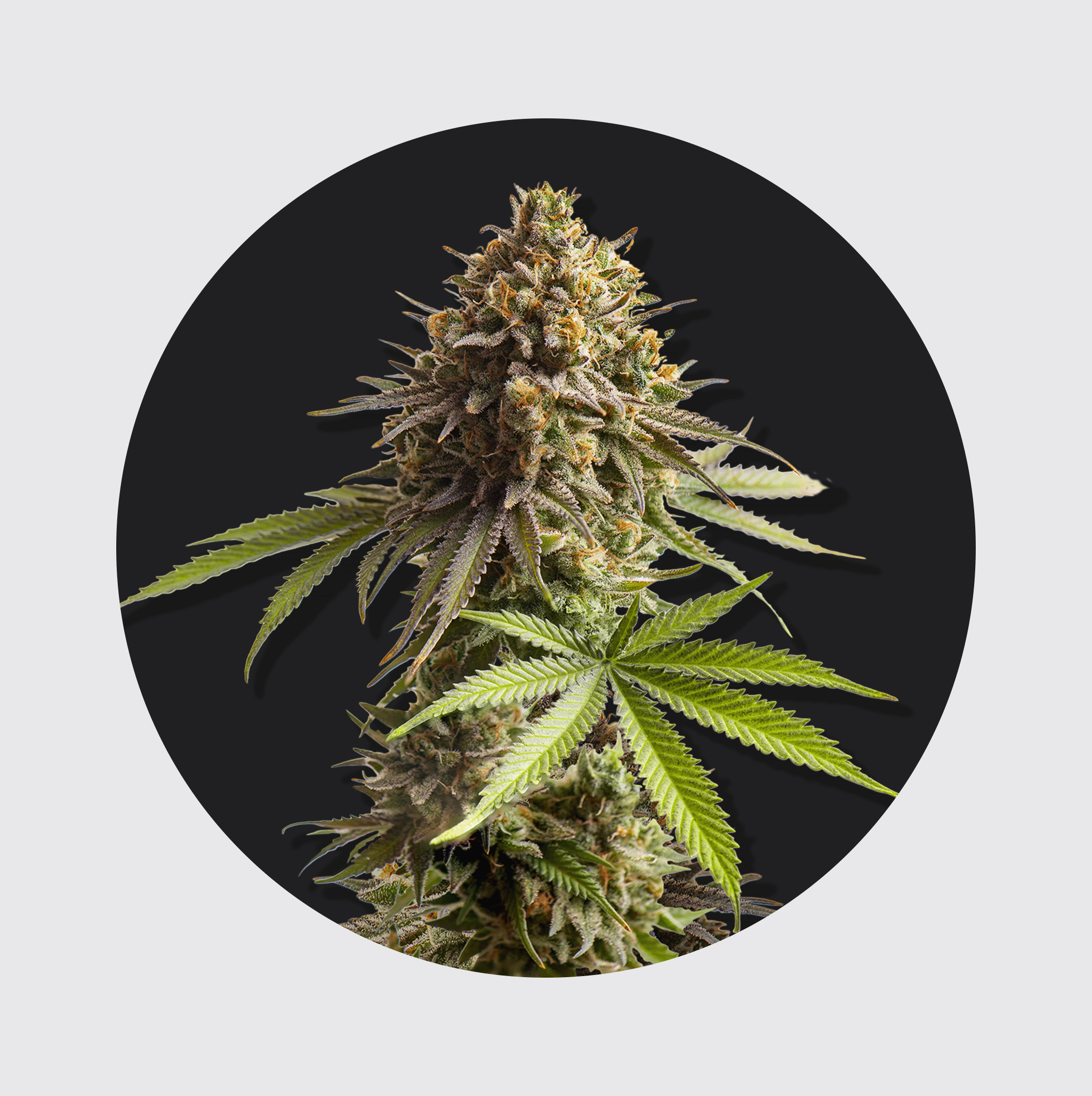 NEU!! Cali Genetics Sour Diesel 24% THC 🌱 auto flowering