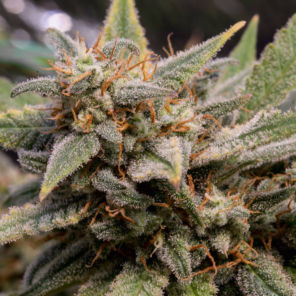L.A. Amnesia Samen Feminisiert Cannabissamen 3 Stück - Hanfify