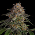 LA Kush Cake Samen Feminisiert - Cannabissamen - Hanfify®